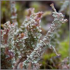 Attēlu rezultāti vaicājumam “Cladonia squamosa”