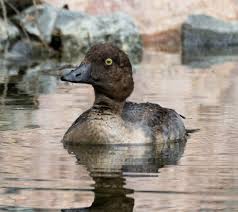 Attēlu rezultāti vaicājumam “Bucephala clangula”
