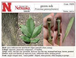 Attēlu rezultāti vaicājumam “Fraxinus pennsylvanica male flower”