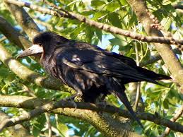 Attēlu rezultāti vaicājumam “Corvus frugilegus”