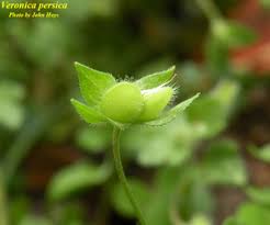 Attēlu rezultāti vaicājumam “Veronica persica fruit”