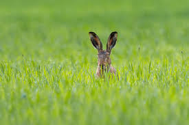 Attēlu rezultāti vaicājumam “Lepus europaeus”