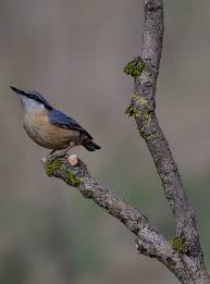 Attēlu rezultāti vaicājumam “Sitta europaea male”