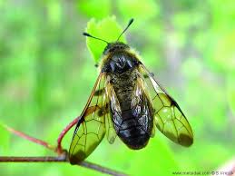 Attēlu rezultāti vaicājumam “Trichiosoma”