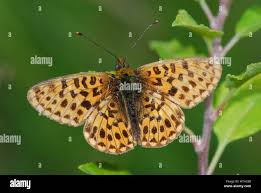 Attēlu rezultāti vaicājumam “Clossiana euphrosyne”