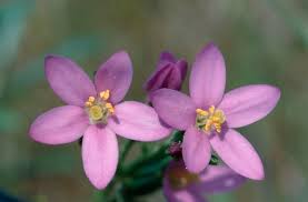 Attēlu rezultāti vaicājumam “Centaurium littorale flower”