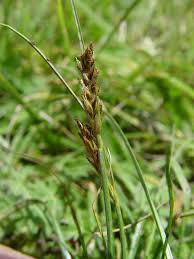 Attēlu rezultāti vaicājumam “Blysmus compressus leaf”