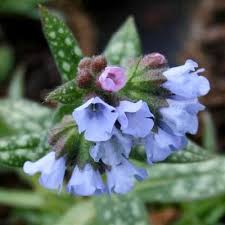 Attēlu rezultāti vaicājumam “Pulmonaria angustifolia leaf”