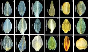 Attēlu rezultāti vaicājumam “Herminium monorchis fruit”