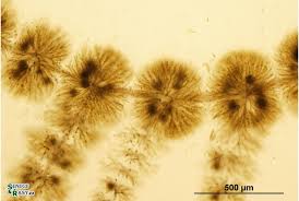 Attēlu rezultāti vaicājumam “Batrachospermum moniliforme”