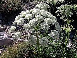 Attēlu rezultāti vaicājumam “Laserpitium latifolium flower”