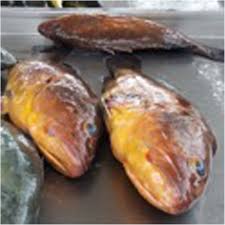 Image result for Epinephelus morio