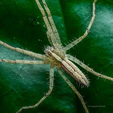 Attēlu rezultāti vaicājumam “Pisauridae”