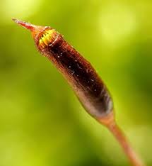 Attēlu rezultāti vaicājumam “Hypnum cupressiforme var. subjulacum”