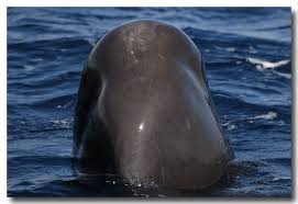 Image result for Physeter macrocephalus