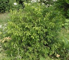 Attēlu rezultāti vaicājumam “Euonymus verrucosus”