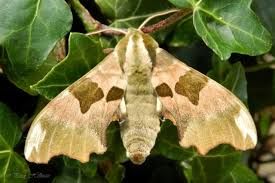 Attēlu rezultāti vaicājumam “Mimas tiliae”