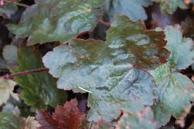 Image result for HEUCHERA americana 'Palace Purple Auslese'