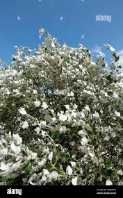 Attēlu rezultāti vaicājumam “Populus alba Nivea”