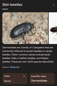 Attēlu rezultāti vaicājumam “Dermestidae”