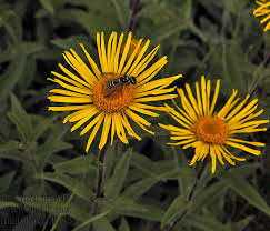 Image result for Inula hirta