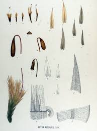 Attēlu rezultāti vaicājumam “Bryum bimum”