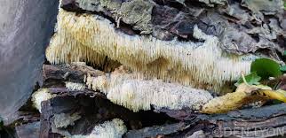 Attēlu rezultāti vaicājumam “Sarcodontia crocea”