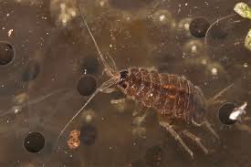 Attēlu rezultāti vaicājumam “Asellus aquaticus”