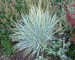 Attēlu rezultāti vaicājumam “Leymus arenarius”