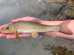 Image result for Catostomus commersonii