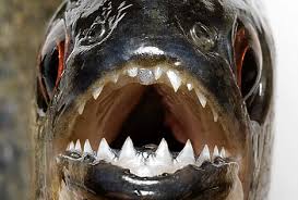 Image result for Prestatyn Piranhas