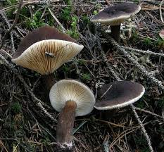 Attēlu rezultāti vaicājumam “Lactarius lygniotus”