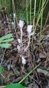 Attēlu rezultāti vaicājumam “Plantago uniflora flower”