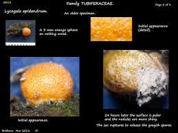 Attēlu rezultāti vaicājumam “Lycogala sp.”