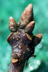 Attēlu rezultāti vaicājumam “Quercus robur bud”