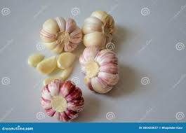 Attēlu rezultāti vaicājumam “Allium sativum fruit”