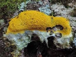 Attēlu rezultāti vaicājumam “Fuligo septica var. flava young”