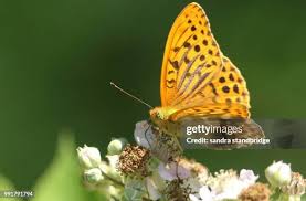 Attēlu rezultāti vaicājumam “Argynnis laodice male”