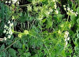 Attēlu rezultāti vaicājumam “Chaerophyllum aromaticum flower”