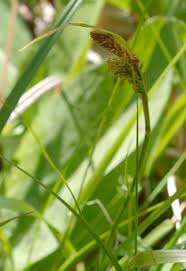 Attēlu rezultāti vaicājumam “Carex caryophyllea flower”