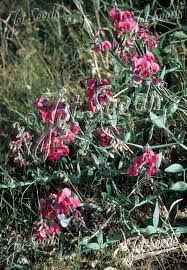 Attēlu rezultāti vaicājumam “Lathyrus latifolius fruit”