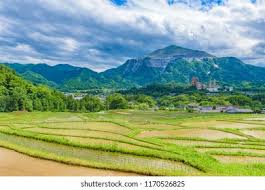 Image result for tanada