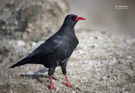 Image result for Pyrrhocorax pyrrhocorax