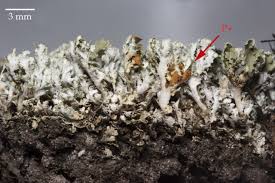 Attēlu rezultāti vaicājumam “Cladonia caespiticia”
