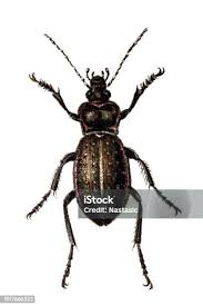 Attēlu rezultāti vaicājumam “Capsus ater”