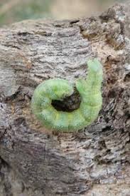 Attēlu rezultāti vaicājumam “Larentia clavaria”