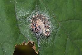 Attēlu rezultāti vaicājumam “Acronicta megacephala larva”