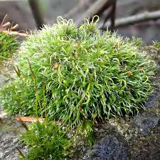 Attēlu rezultāti vaicājumam “Ramalina fastigiata”