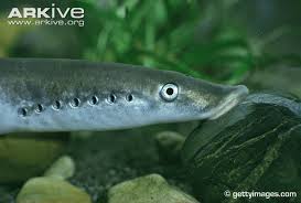 Image result for Lampetra fluviatilis
