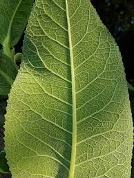 Attēlu rezultāti vaicājumam “Inula helenium leaf”